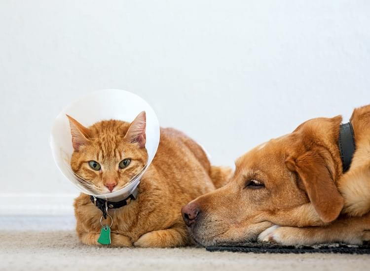 You Can Choose the Best Pet Insurance Decisions